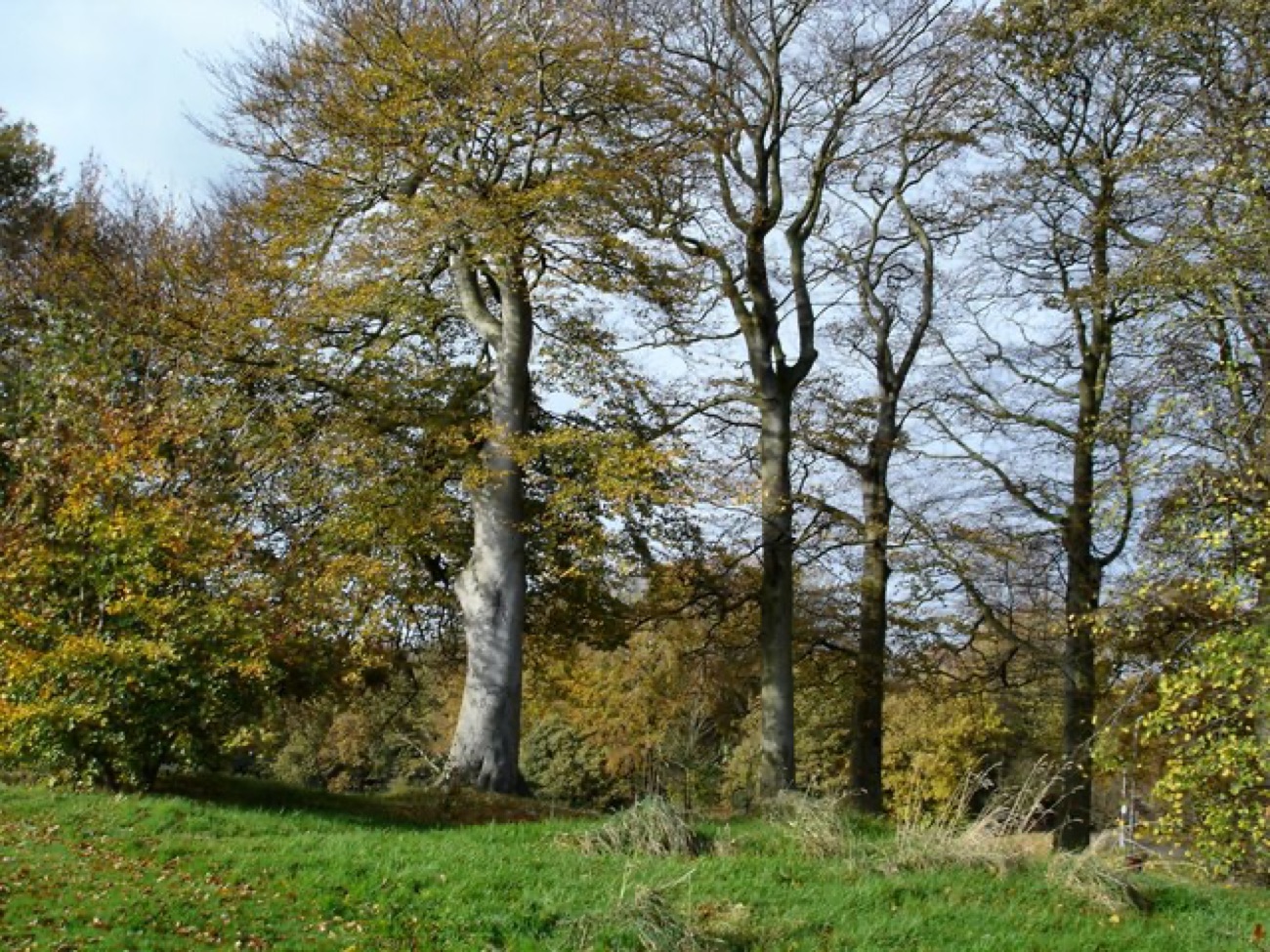 Beech woodland in St Columb's Park