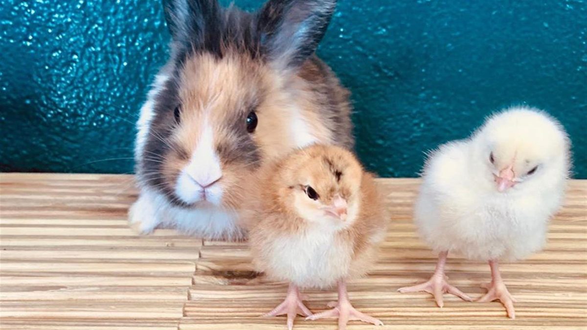 A fluffy rabbit and two chicks in the farm's Pets' Corner