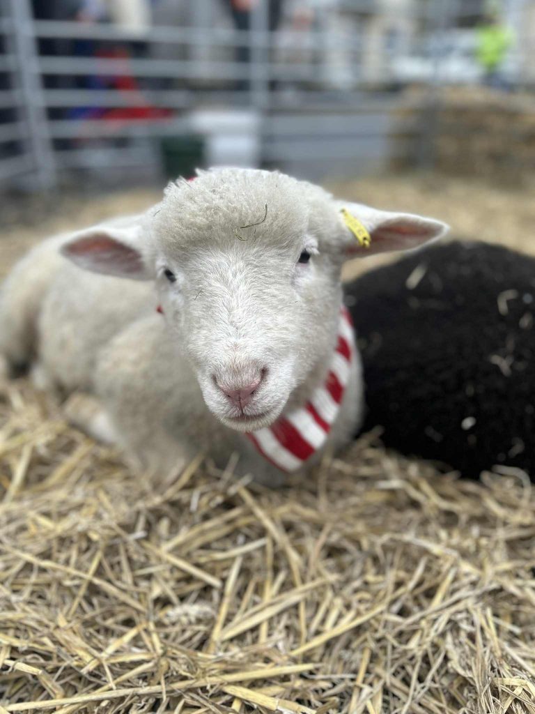A young lamb resting on straw at Streamvale Open Farm