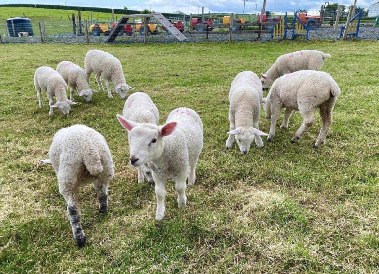 A little group of young lambs grazing on the grass with the farm play area behind