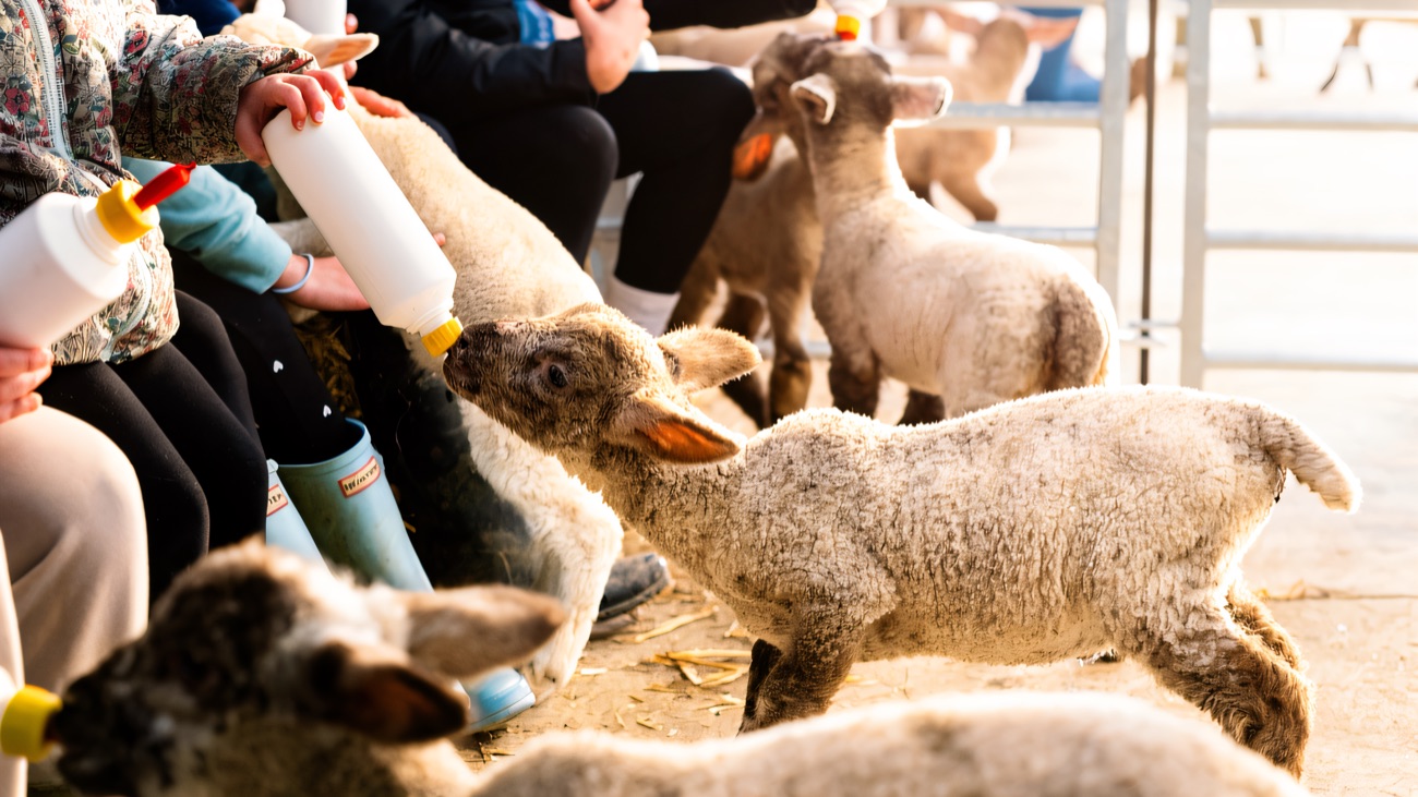 Visitors bottle-feeding a row of young lambs in wellies at an open farm
