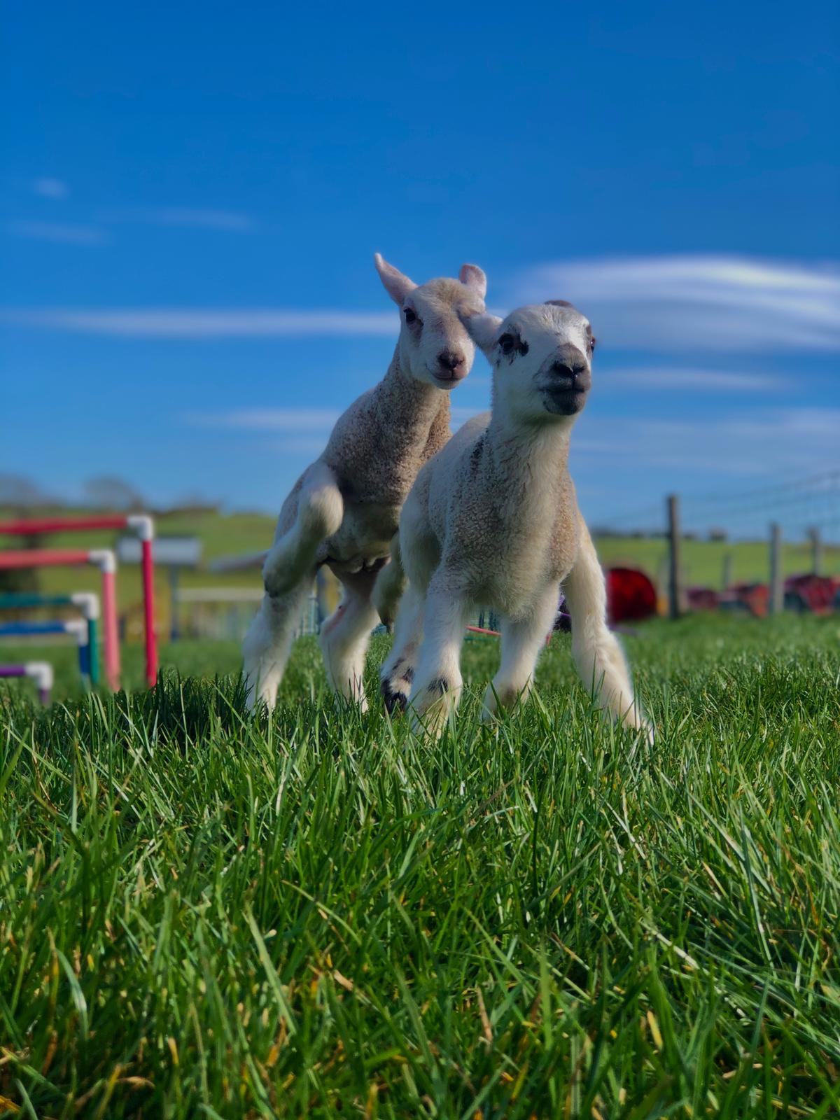 Two spring lambs on bright green grass under a blue sky at Streamvale Open Farm, with play equipment behind