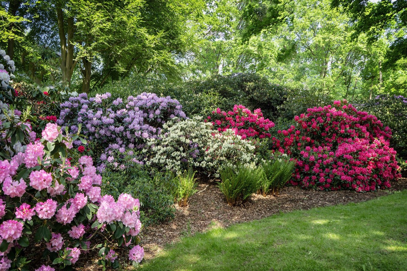 A border of rhododendrons and azaleas in pink, purple and red against woodland green