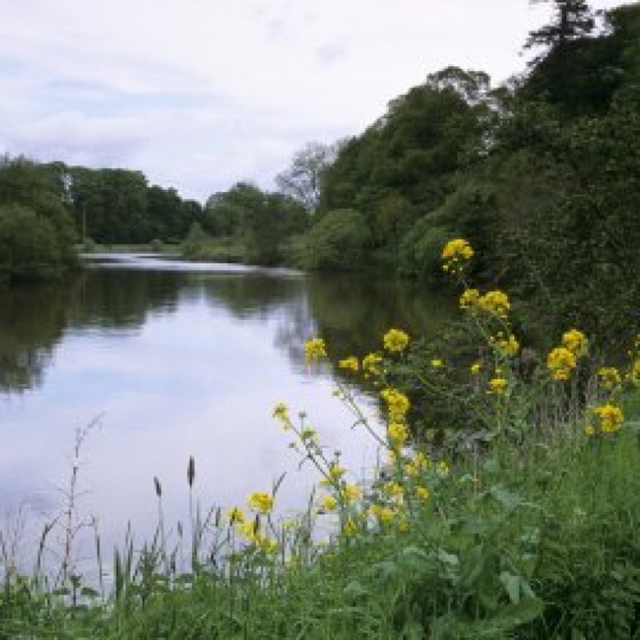 The River Blackwater curving quietly past wooded banks and yellow wildflowers on the estate at The Argory