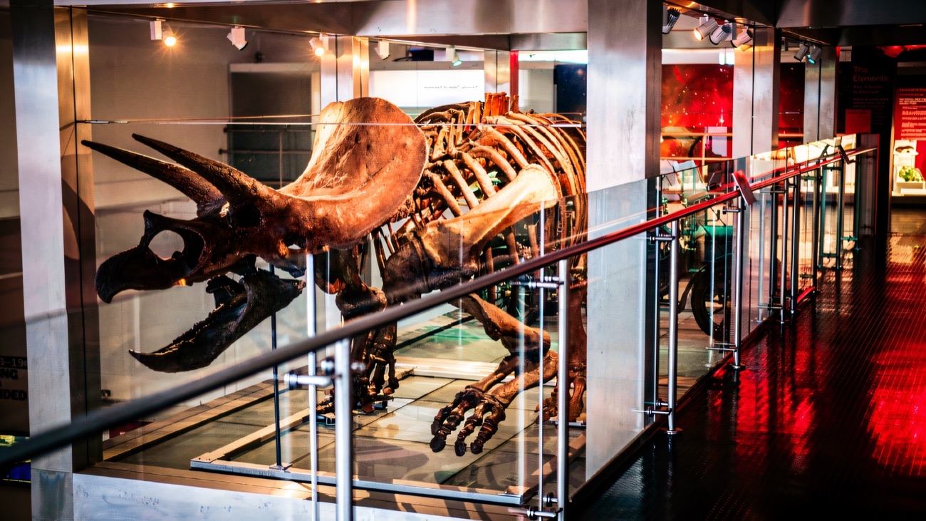 A triceratops skeleton on display in the dinosaur gallery of the Ulster Museum