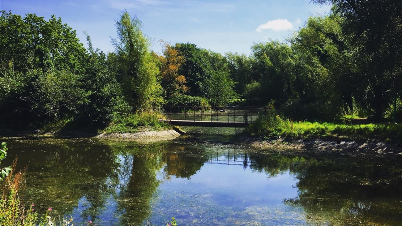 The lake at Victoria Park in high summer, trees reflected in still water