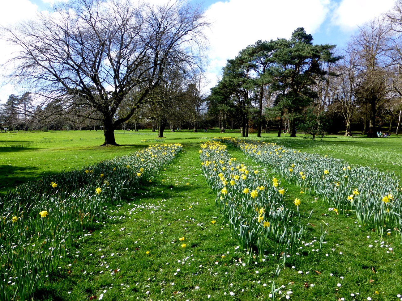 Ribbons of daffodils across the grass at Wallace Park in spring