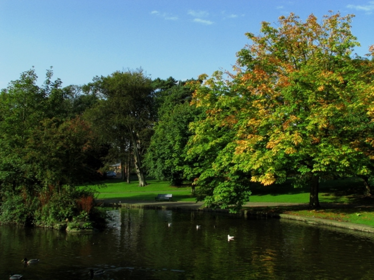 The duck pond at Ward Park Bangor