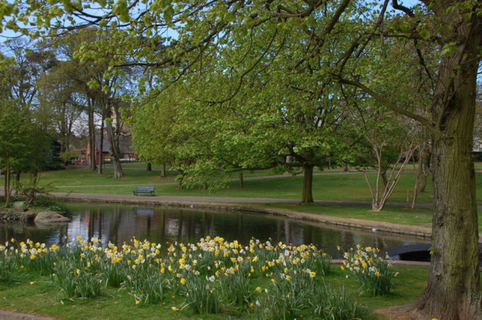 Ward Park Bangor — daffodils by the pond