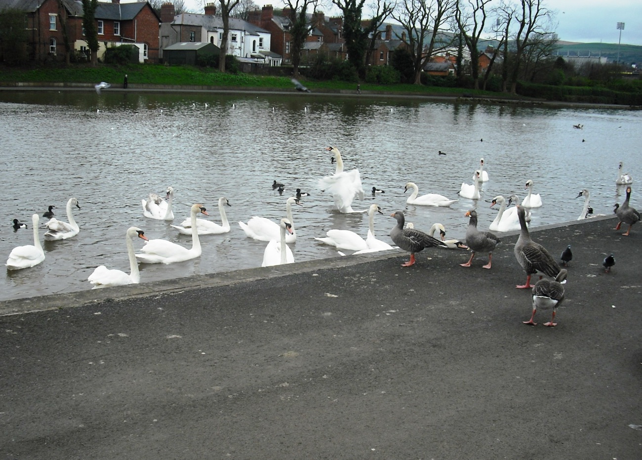 Swans and geese gathered at the water's edge