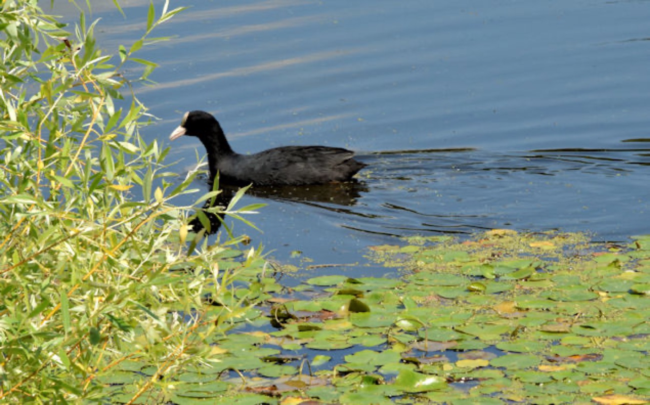 Coot on the pond among water lilies