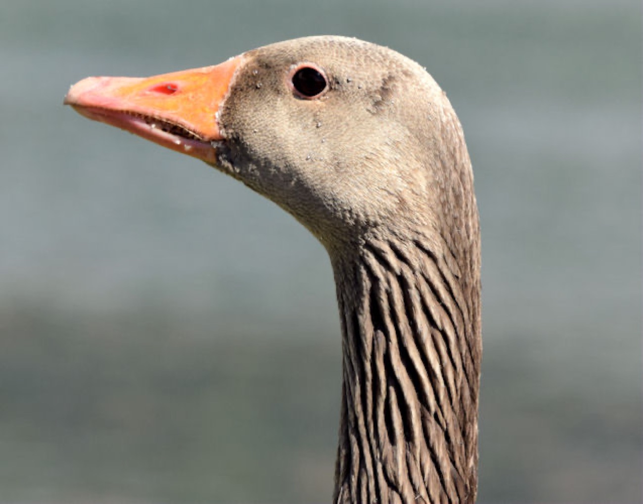 Greylag goose close-up at the Waterworks