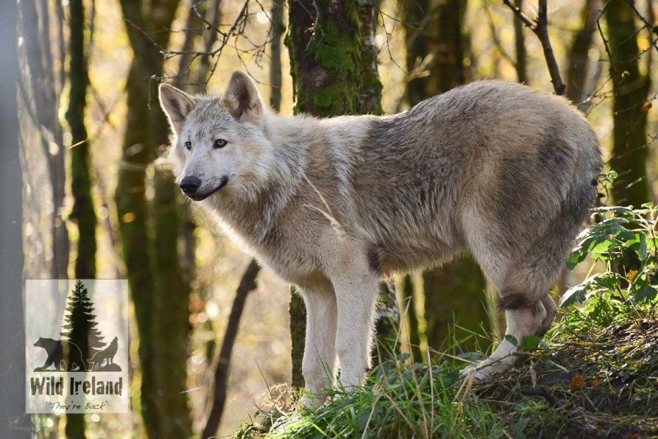 A grey wolf standing in golden autumn woodland at Wild Ireland