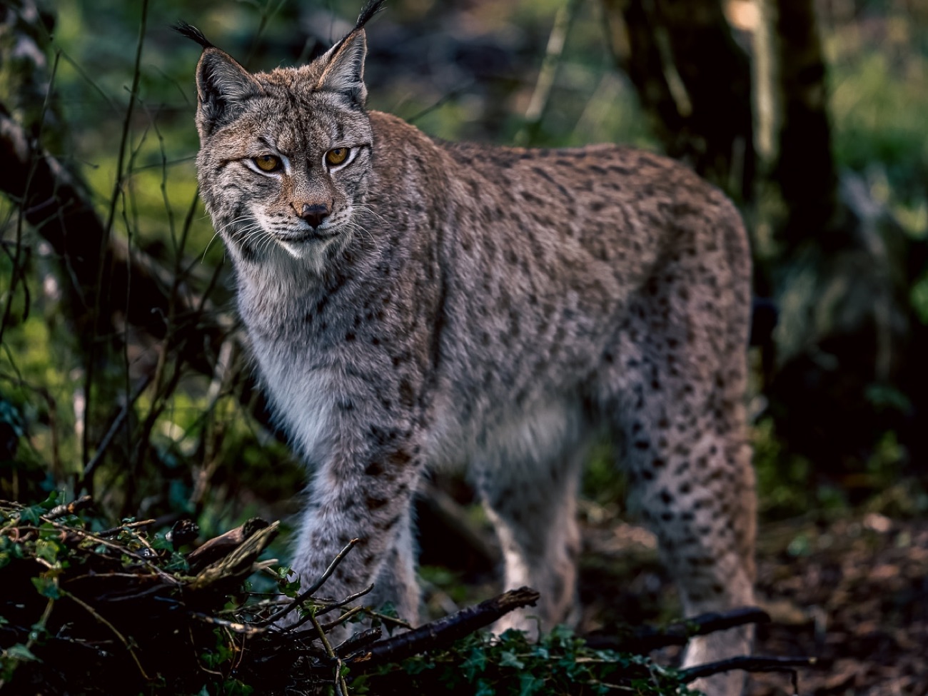 A Eurasian lynx with tufted ears standing among the trees in the sanctuary's woodland