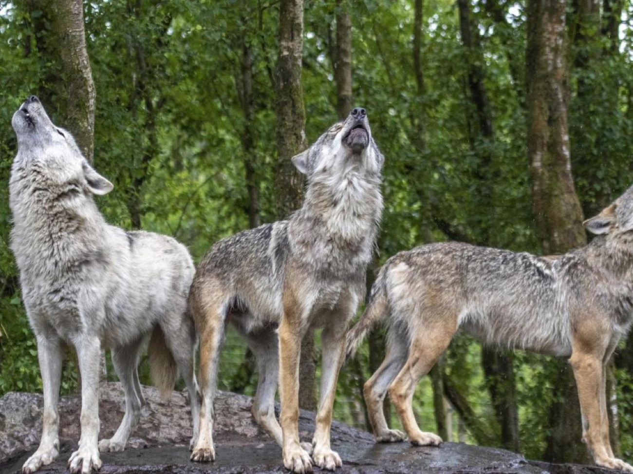 Three grey wolves howling together on a rock in the green woodland enclosure