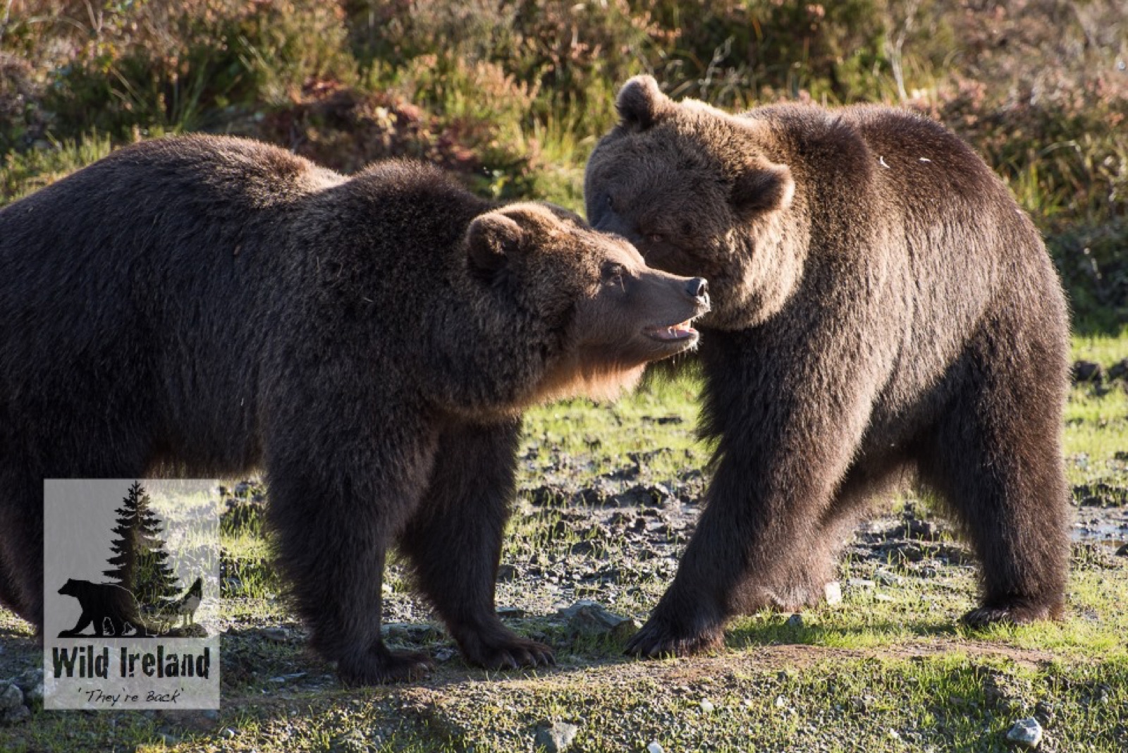 Two rescued brown bears meeting nose-to-nose on the grass in their woodland enclosure at Wild Ireland