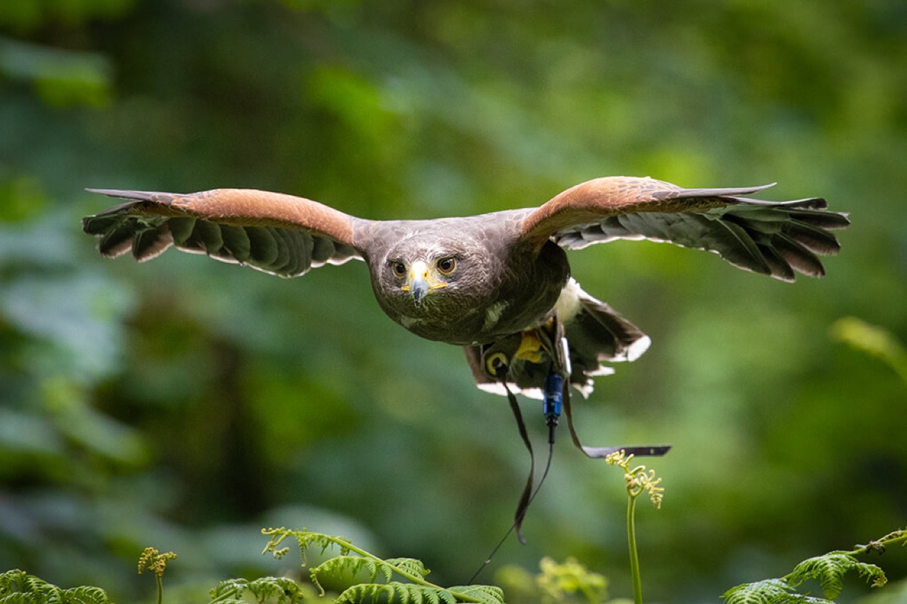 A Harris hawk flying low through green woodland with wings spread wide