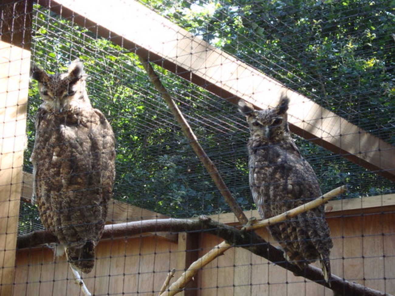 Two great horned owls perched on a branch inside a large wooden aviary