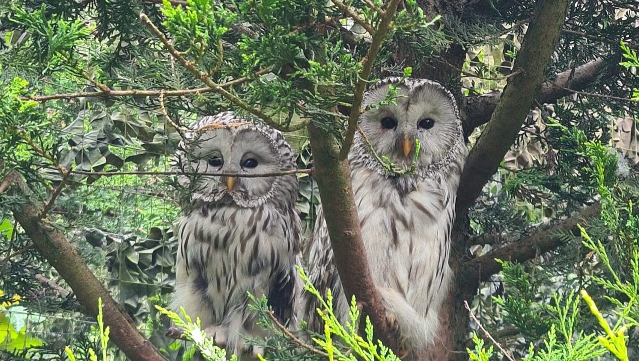 Two Ural owls perched together among the conifer branches in their aviary