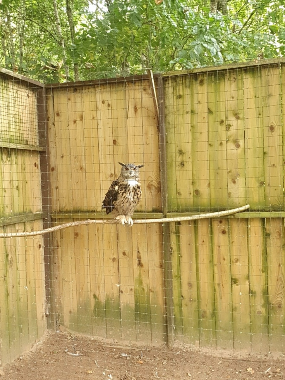An eagle owl perched on a branch inside a tall timber enclosure at the rescue centre