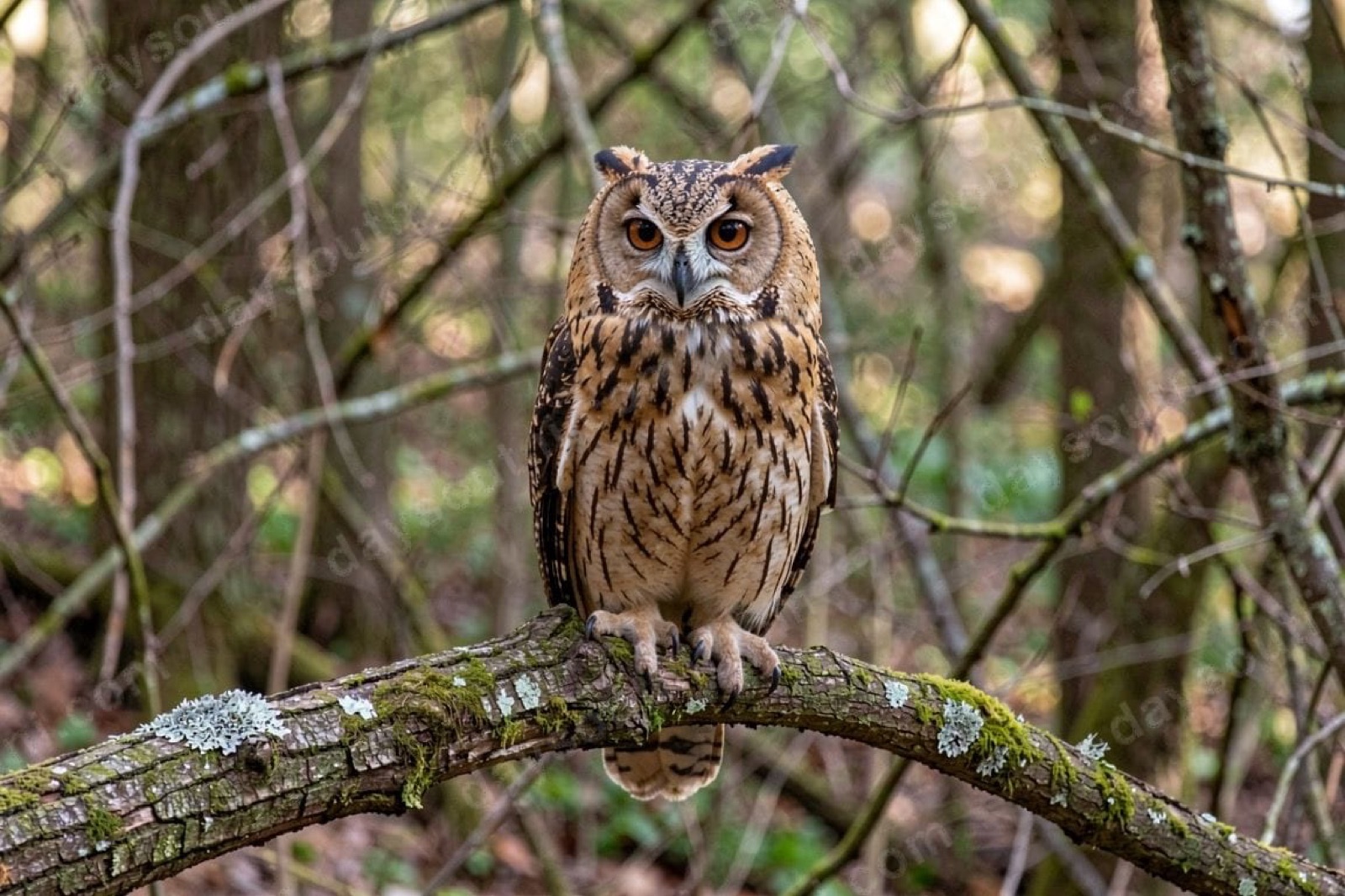 A wide-eyed eagle owl perched on a mossy branch in the woodland at World of Owls